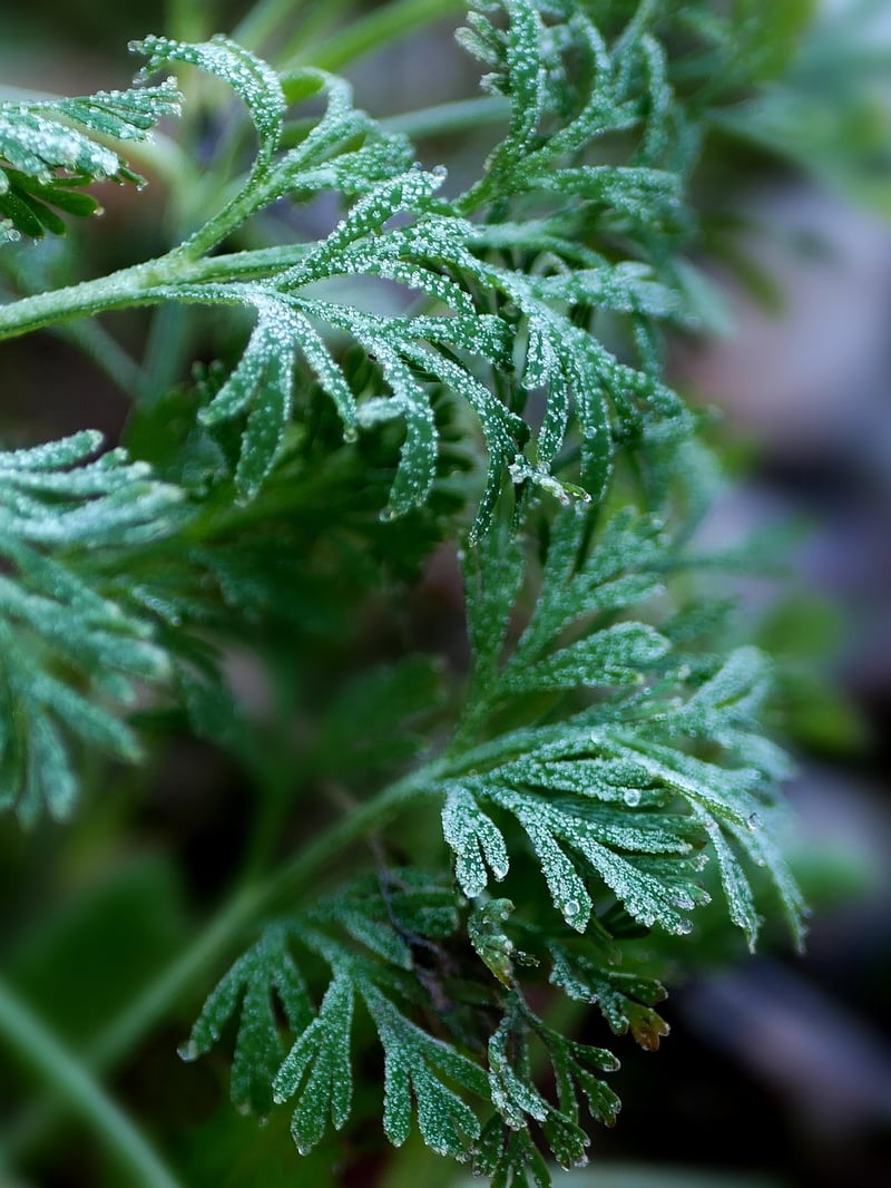Winter Herbs