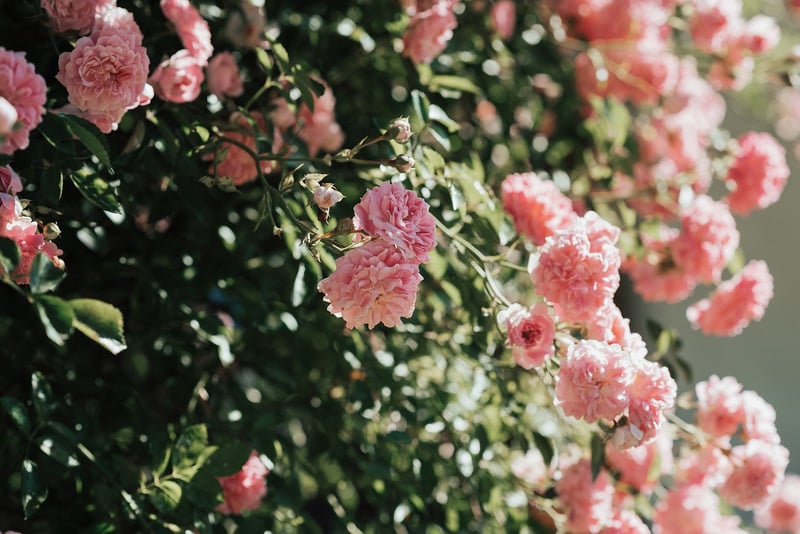 GreenVow Landscaping