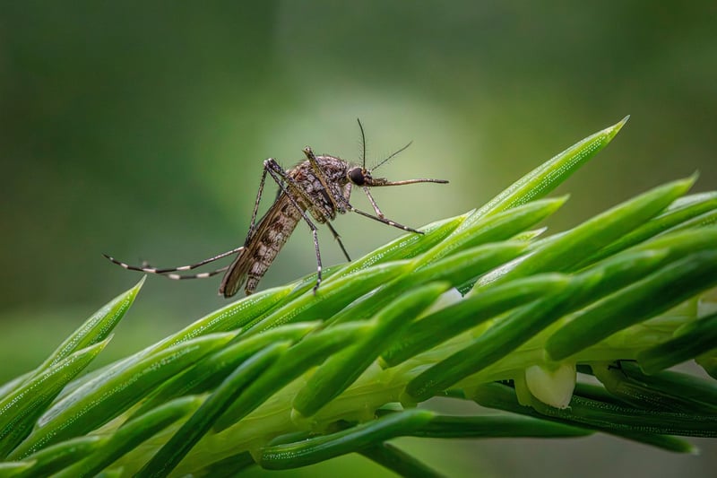 Pest Control